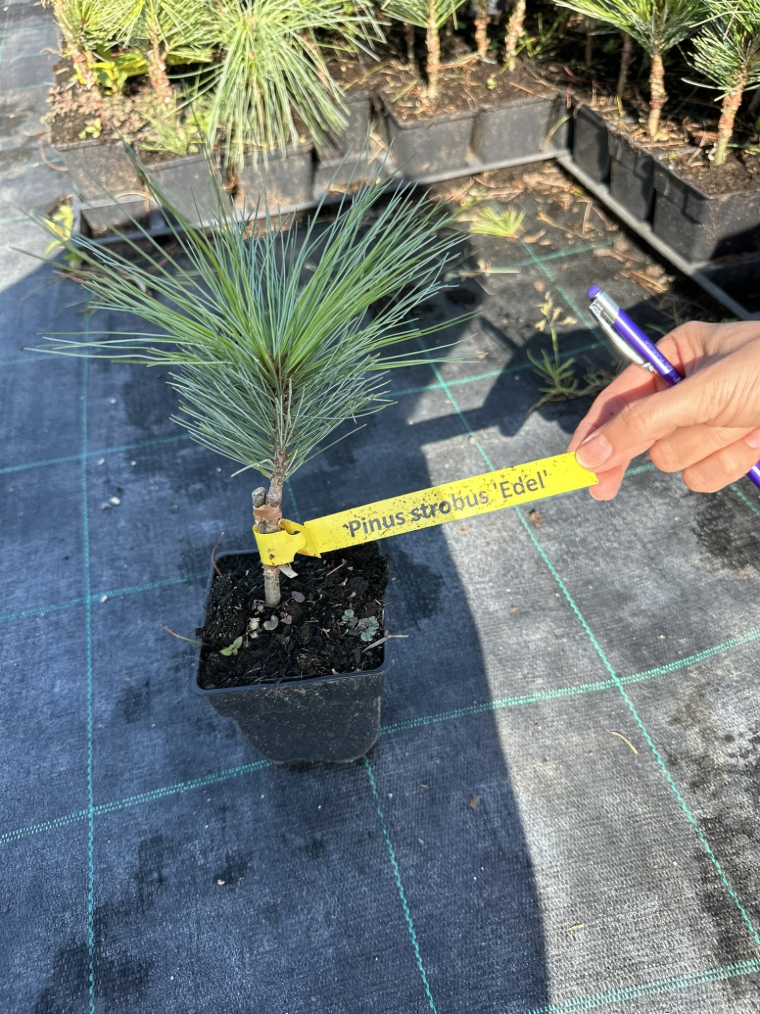 Сосна веймутова Эдель